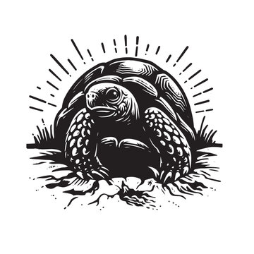 black and white tortoise drawing clip art preview