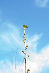 Awakening of nature in early spring. A branch of a currant bush with blossoming buds.