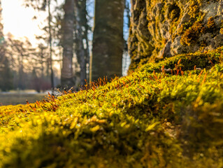 Moss in the forest on a stone