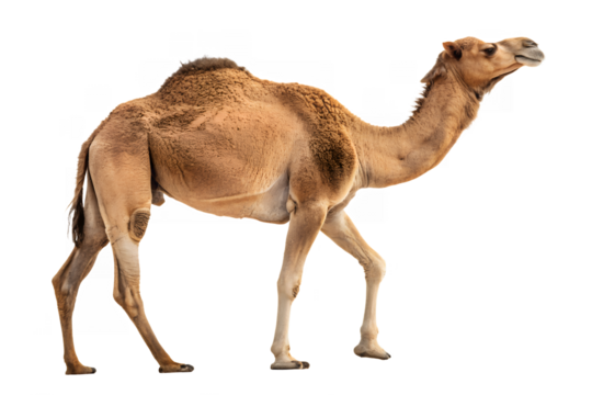 Camel Standing, One Hump Camel, Desert Camel Animal.