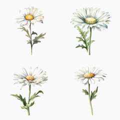 Four different types of white flowers are shown in a row