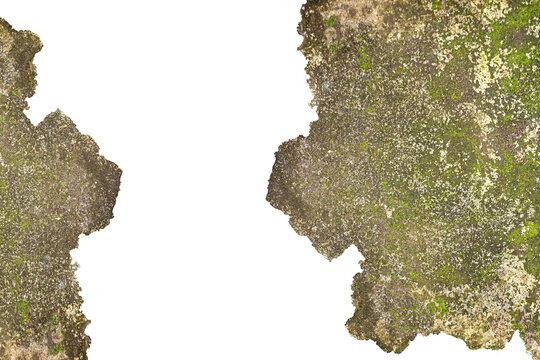Mossy Concrete Texture with Green Algae Growth