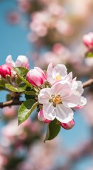 Obraz premium Apple tree in blossom. Close-up of pink and white flowers, delicate yellow-green leaves