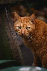 Cat, Barra da Tijuca, Rio de Janeiro, Brazil
Captured with a Canon EOS Rebel T6i
