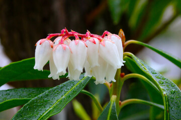 White Blossom Andromeda 03