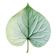 Obraz premium The image shows a broad heart shaped leaf with a pointed tip. The leaf has a light green color, with a network of veins visible across its surface