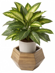 Obraz premium Creative and new Vibrant Peace Lily in Modern Wooden Planter
