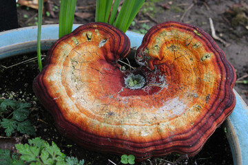 Reishi Mushroom Overhead 05