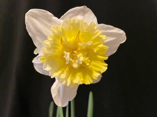 Fototapeta premium Creamy Ice King Daffodil 03