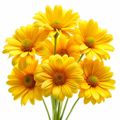 Fototapeta premium yellow chrysanthemum flowers