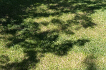 Sunlight and soft shadows of tree branches on a green lawn create a natural and calming atmosphere. This image is perfect for concepts of gardening, landscaping, summer, and eco-friendly living
