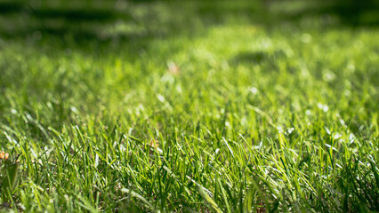 Obraz premium Lush green grass in bright sunlight, creating a fresh and vibrant natural background. Ideal for illustrating landscaping, outdoor activities, eco-friendly lifestyle, and orchard maintenance.