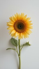 Obraz premium Vibrant sunflower blooming against a white background 