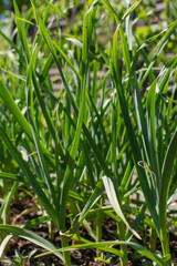 Close-up of fresh green garlic plants growing in a garden under bright sunlight. The vibrant leaves and rich soil highlight the healthy growth of organic crops. 