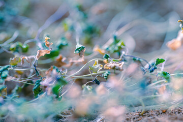 Dried microgreen sprouts close-up. Background with dried grass texture. Macro photography