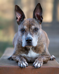 Portrait of a brindle dog with upright ears, lying on a wooden surface, looking directly at the camera. Natural light with a soft, blurred background.
