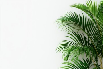 Palm Leaves Against White Wall Creates a Fresh Clean Tropical Vibe
