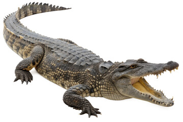 Obraz premium Fierce crocodile with sharp teeth and scaly skin isolated on the transparent background, wild reptile predator