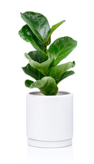 Ficus lyrata Bambino (Dwarf Fiddle Leaf Fig) in modern pot isolated on white background