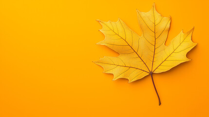 Fototapeta premium Single yellow maple leaf on a vibrant orange background. 
