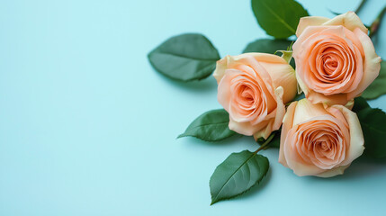 Fototapeta premium A delicate bouquet of soft peach roses with green leaves on a light blue background. 