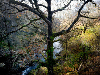 Obraz premium Arbre mousseux dominant une rivière écossaise en forêt automnale