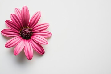 Pink Daisy Flower on White Background Floral Design Element