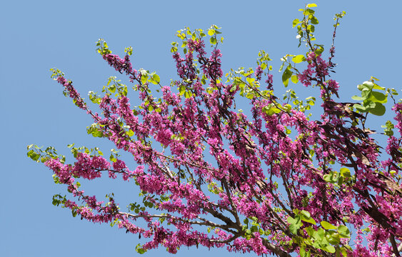 The love tree, Judas tree, or crazy carob tree (Cercis siliquastrum), is a tree species belonging to the legume family. 