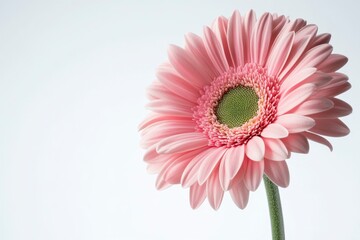 Pink Gerbera Daisy Flower with Green Center on Light Background