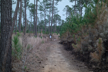 Prescribed burn in Harbison Forest 1