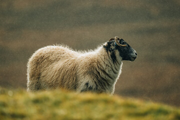 Fototapeta premium Mouton écossais sur une colline dans une lumière brumeuse