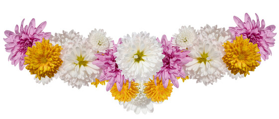 White, yellow and pink chrysanthemum buds on isolated background, garland, top view