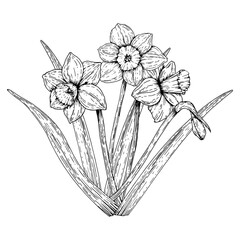 A hand drawn illustration of a blooming daffodil bouquet with long leaves. Monochrome ink sketch in vintage line art style. Perfect for spring designs, Easter decor, and 8 March greeting cards.