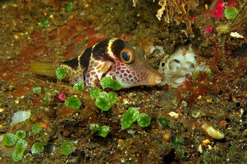 Fish on the underwater coral reef. Tropical scuba diving reef photo. Valentin's sharpnose puffer...