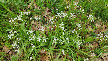 Neapolitan garlic (Allium neapolitanum) is a Mediterranean plant. Its leaves and bulbs are used in cooking for soups, salads, and meat seasoning.