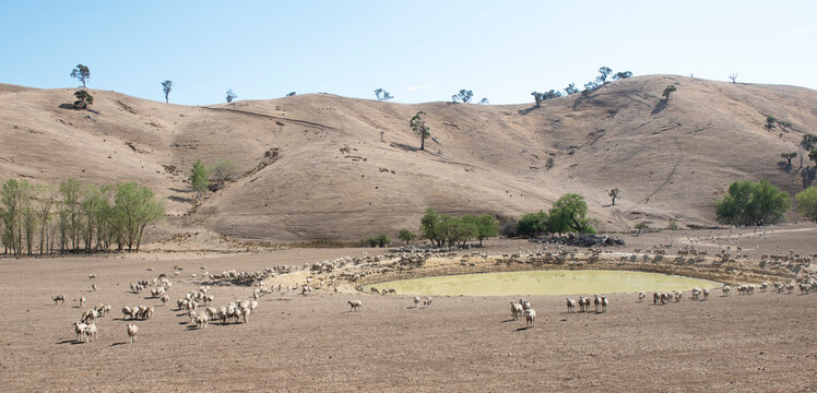 Sheep in drought conditions surround a farm dam in Victoria, Australia.