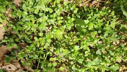 Chickweed (Stellaria media), an annual plant of the Caryophyllaceae family, is native to Eurasia. It thrives globally, often as a weed or grown for salads and poultry feed.