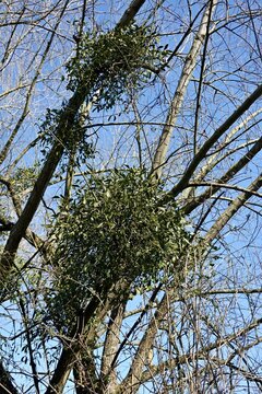 Misteln am Baum