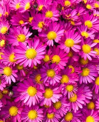 colorful flowers 