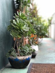 cactus in a pot