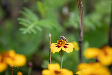 bee on yellow flower