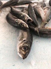 fresh fish at the market