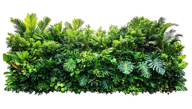 Tropical Foliage Wall Isolated On White Backgrounds