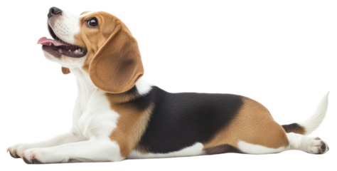 PNG Beagle puppy laying beagle background happy.