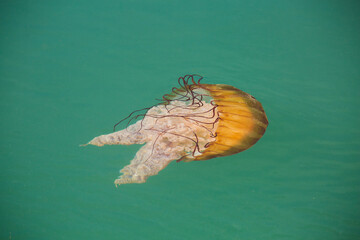 A Pacific sea nettle jellyfish swims in ocean water in Westport, WA
