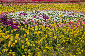 꽃 축제 이야기