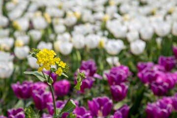 꽃 축제 이야기