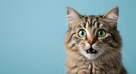 Cat Face Close up, Surprised, shocked cat face isolated on a pastel color background with copy space