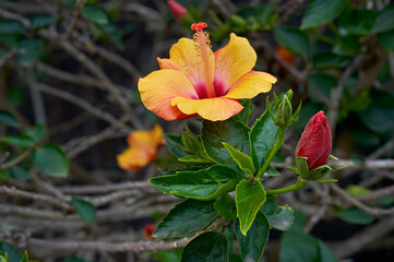Chinesischer Roseneibisch, Hibiskus (Hibiscus rosa-sinensis) gelbe Blüte an einer Pflanze mit Knospe - Focus Stacking - El Hierro, Kanarische Inseln © Robert Schneider
