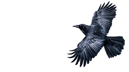 Fototapeta premium Raven with widespread wings soars powerfully , cut out transparent